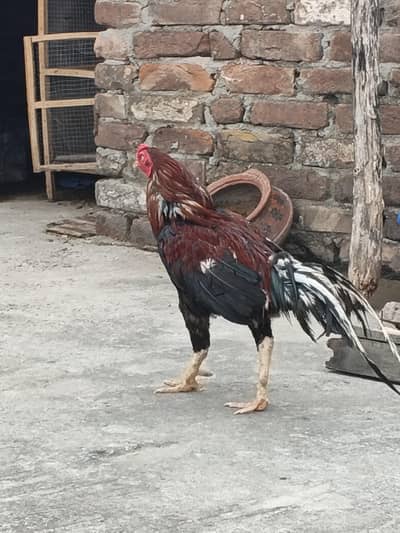 beautiful hen