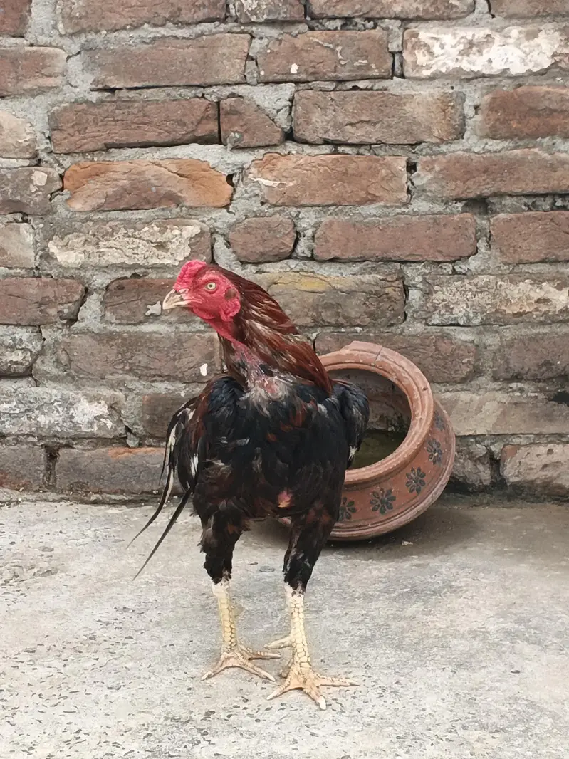 beautiful hen — photo 2