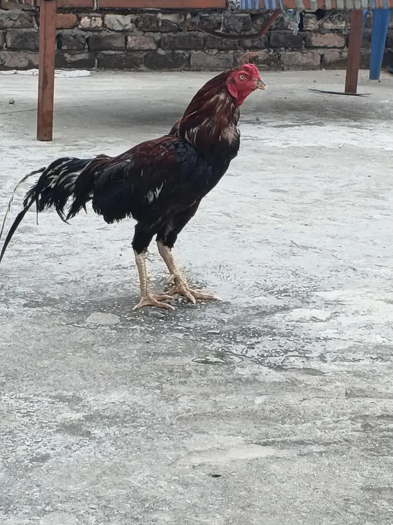 beautiful hen — photo 3