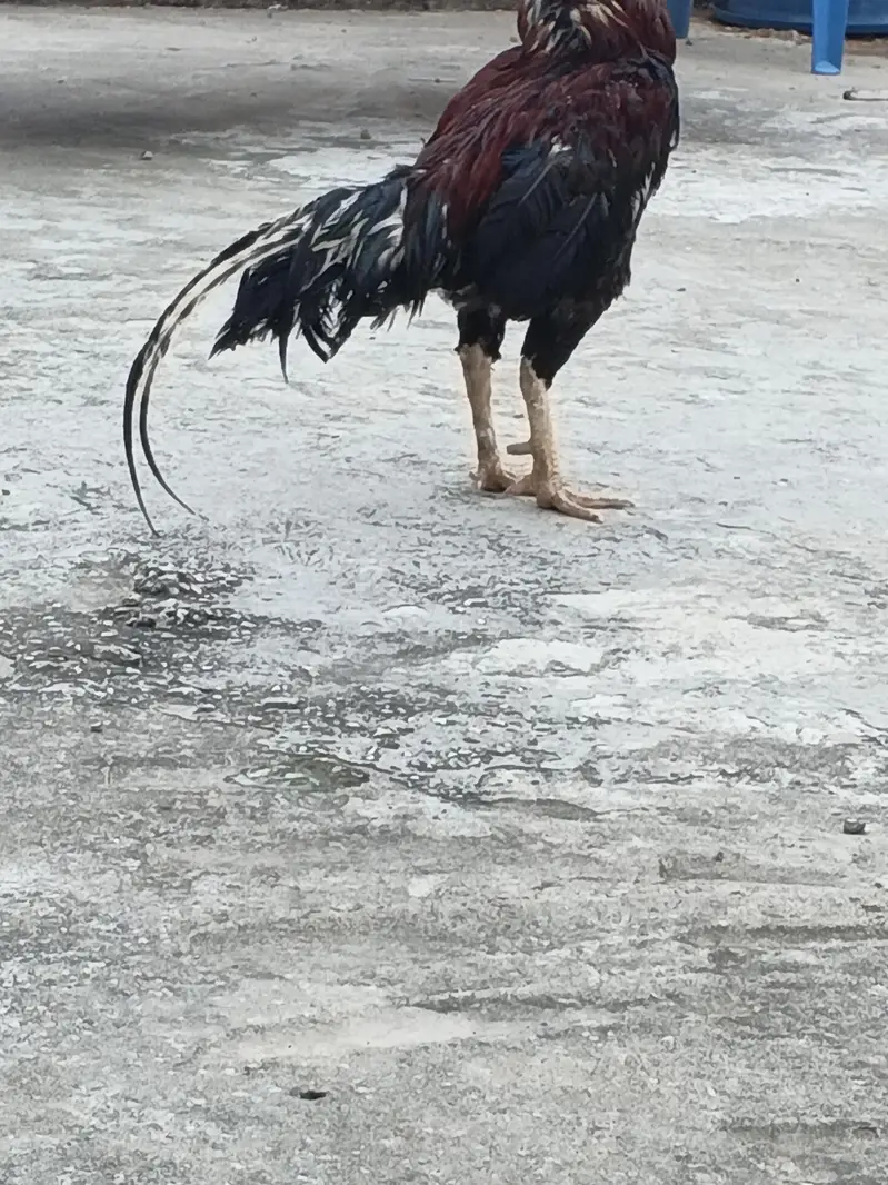beautiful hen — photo 4