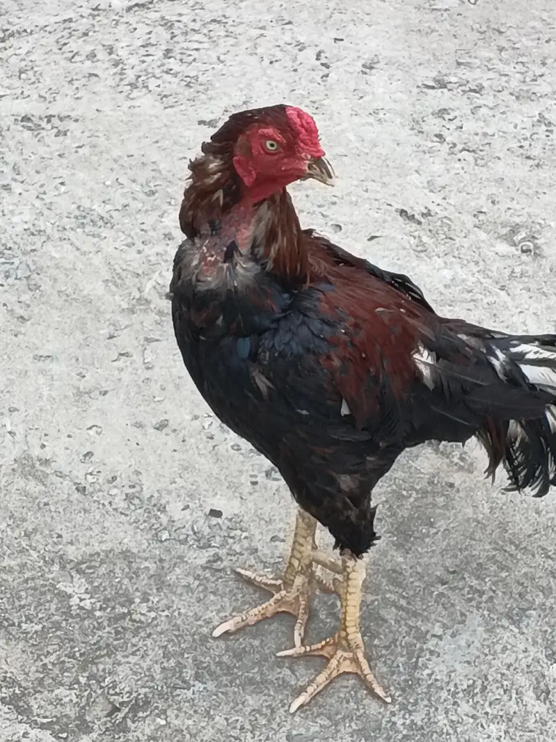 beautiful hen — photo 5