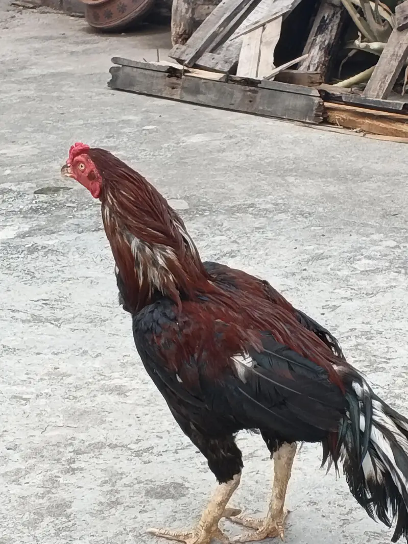 beautiful hen — photo 6
