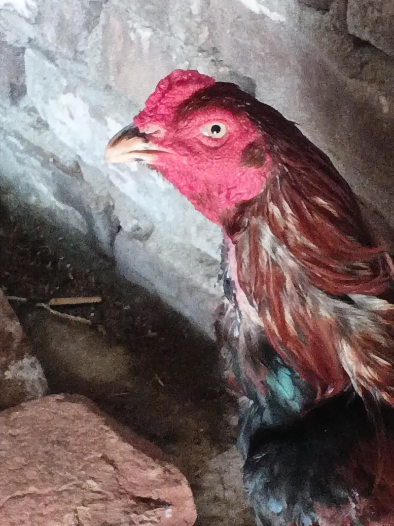 beautiful hen — photo 7