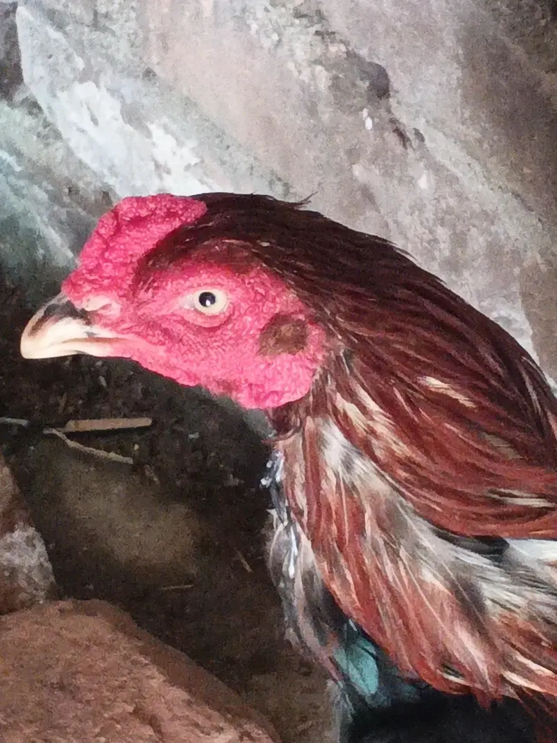 beautiful hen — photo 8