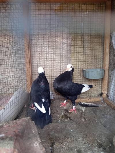 sentint aur mukhhi pairs available