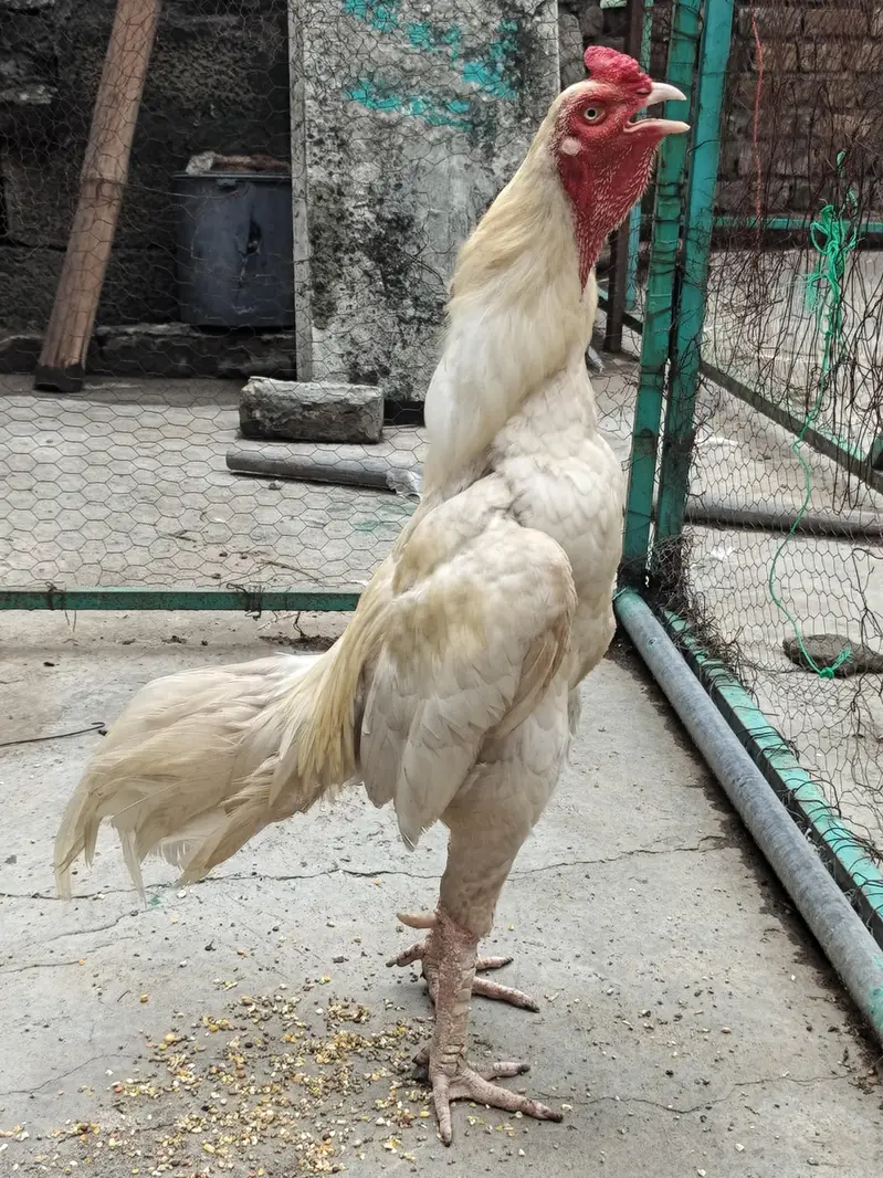 Heera Aseel Murga — photo 4