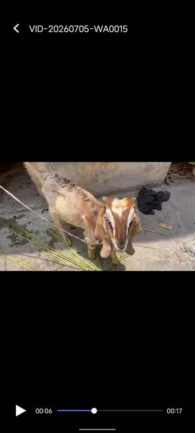 Goat | Bkra | Tedy Bkra | Gulabi Teda Bkra | White Goat | بکرا