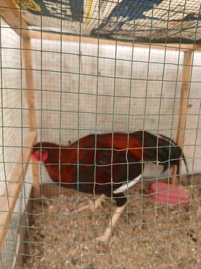for sale