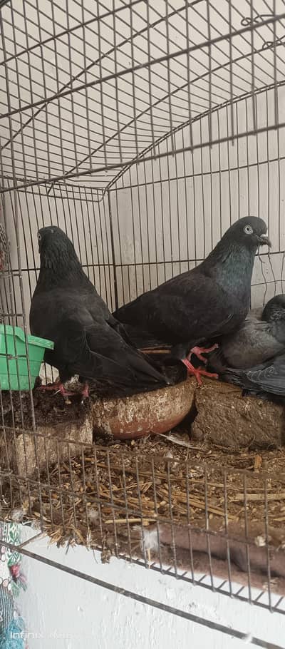 kala zakh breeder pair with two chicks