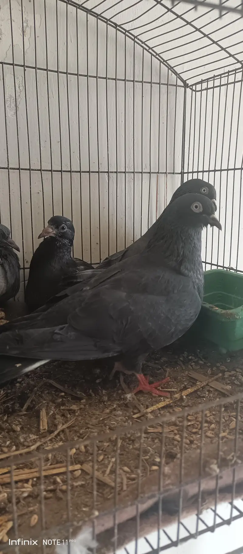 kala zakh breeder pair with two chicks — photo 2
