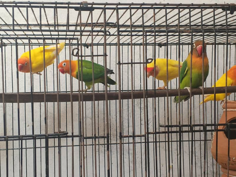 8 parrots 0