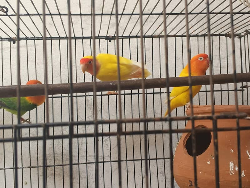 8 parrots 1