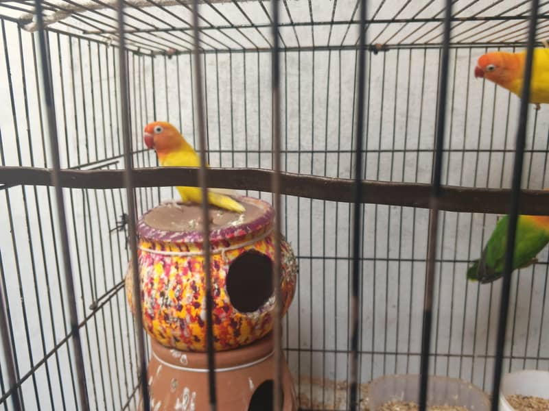 8 parrots 2