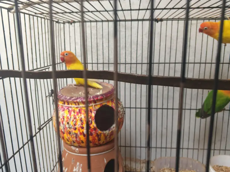8 parrots — photo 3