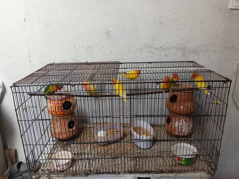 8 parrots 3