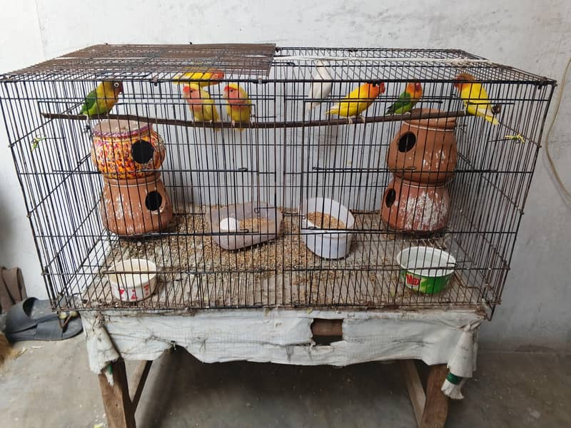 8 parrots 4