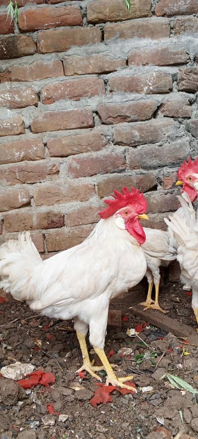 white leghorn