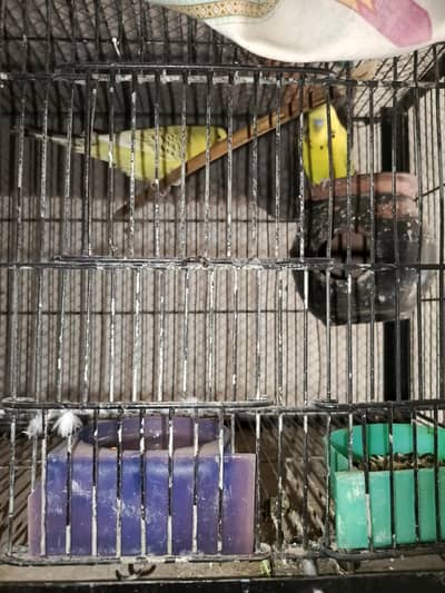 with cage sale