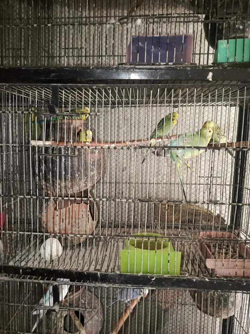 with cage sale — photo 2