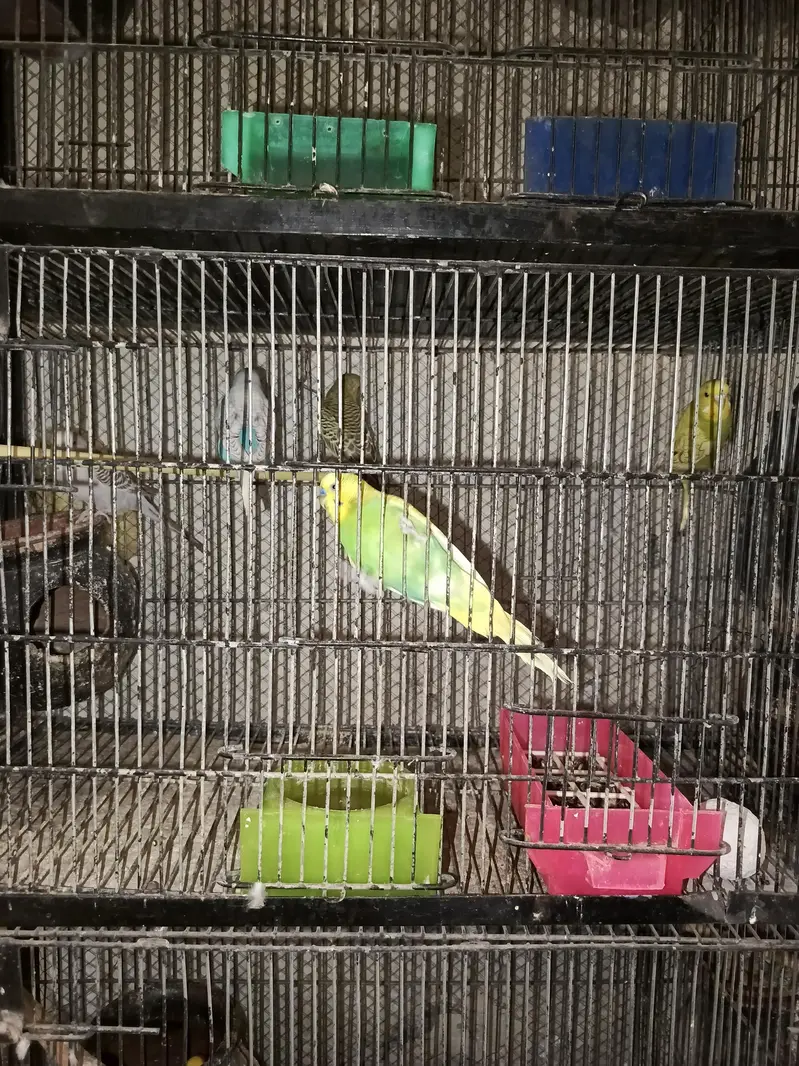 with cage sale — photo 3