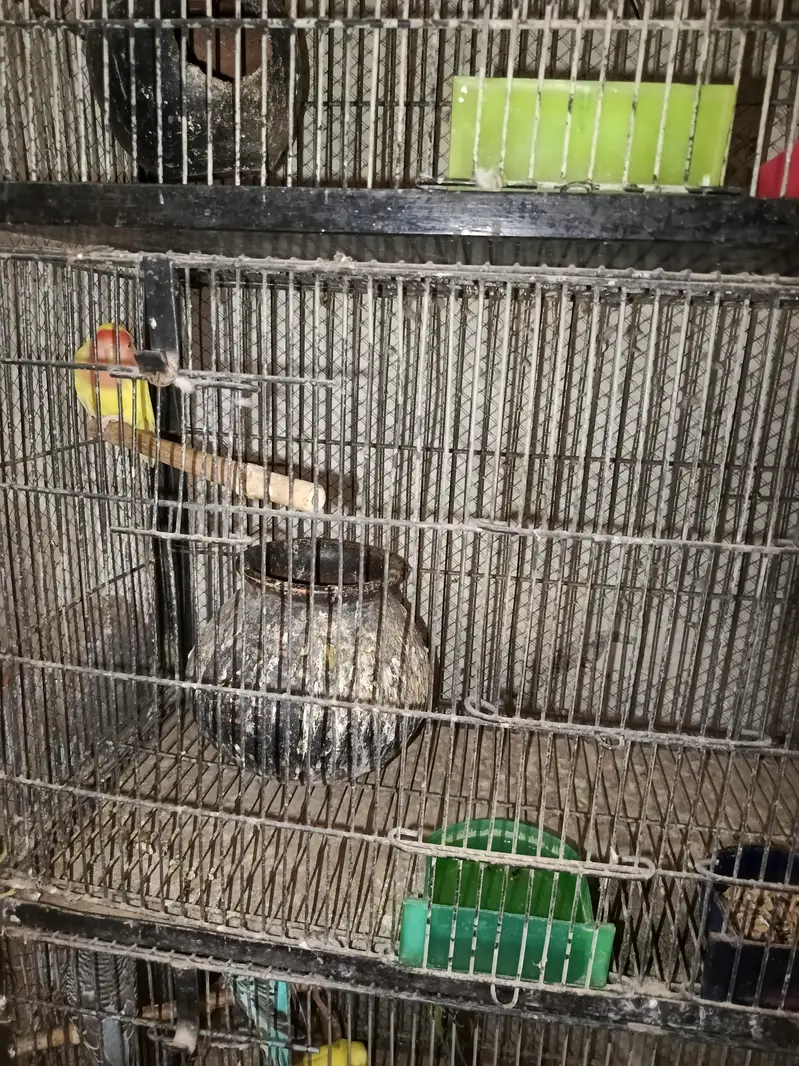 with cage sale — photo 4