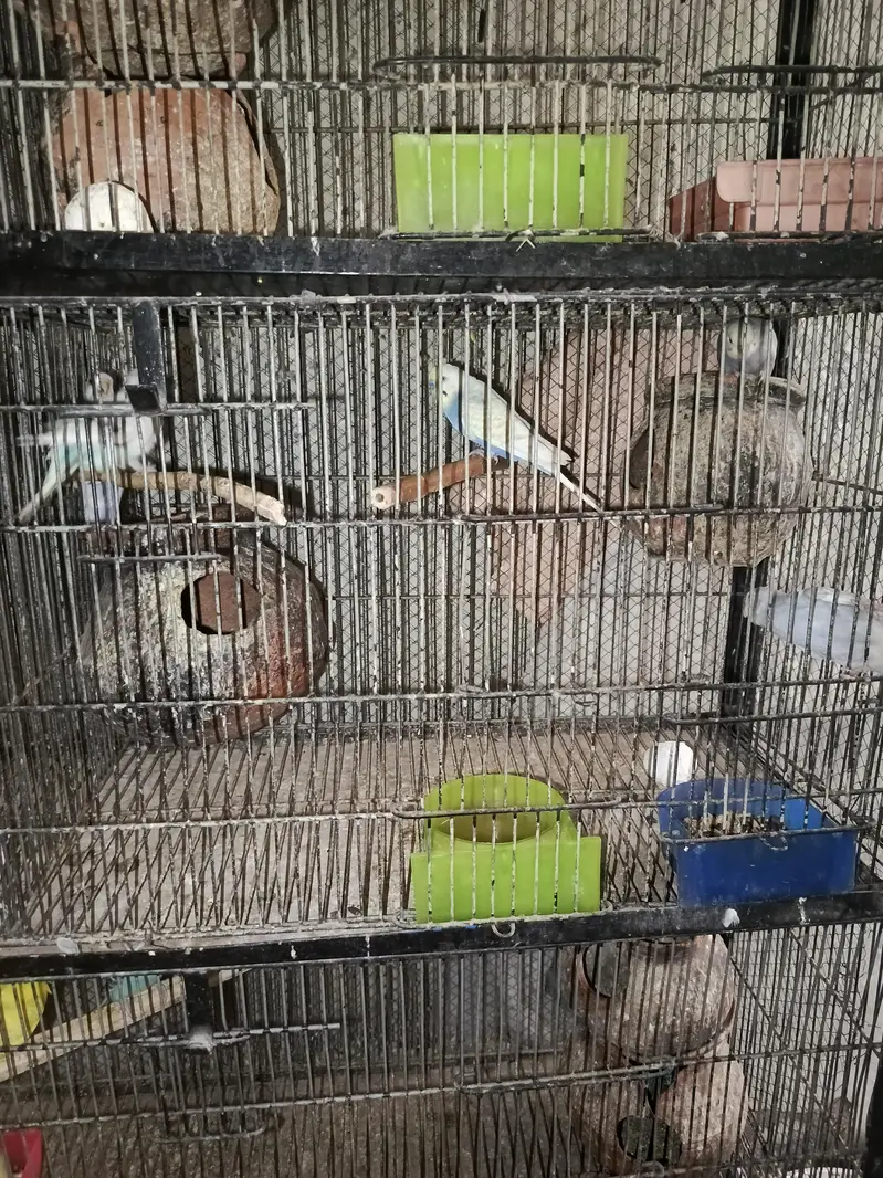 with cage sale — photo 5