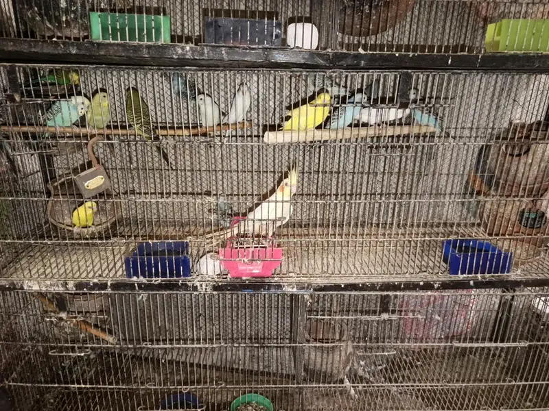 with cage sale — photo 6