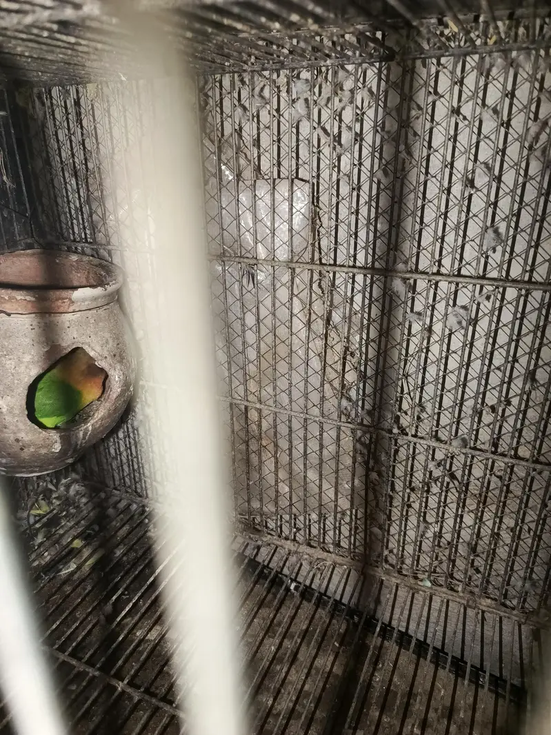 with cage sale — photo 7