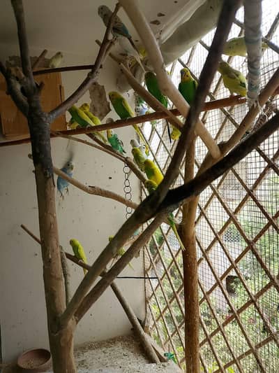 budgie parrot for sale