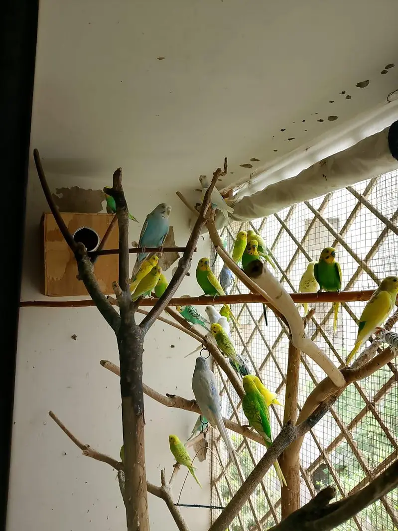 budgie parrot for sale — photo 2