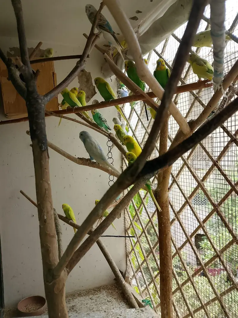 budgie parrot for sale — photo 3