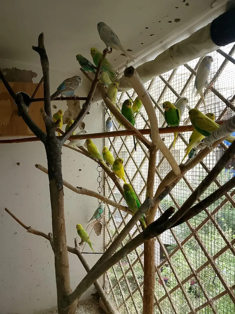 budgie parrot for sale — photo 4