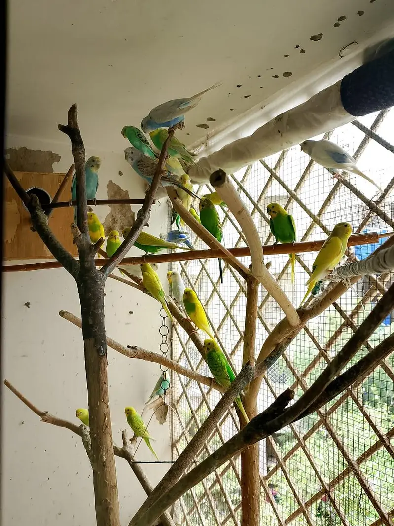 budgie parrot for sale — photo 5