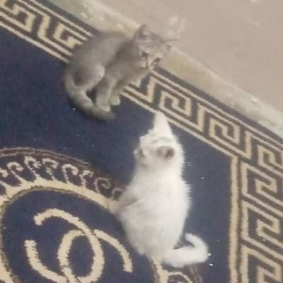 2 persian kitten pair trained