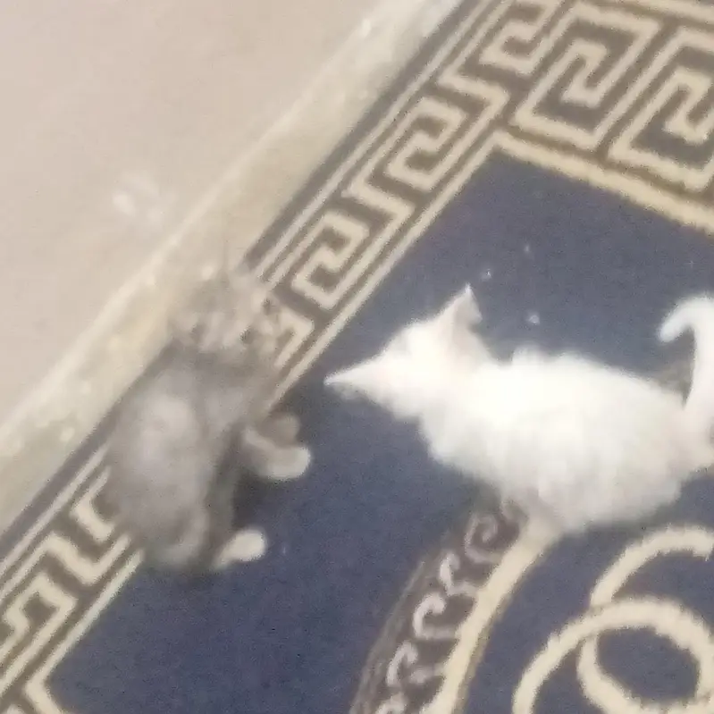 2 persian kitten pair trained — photo 2