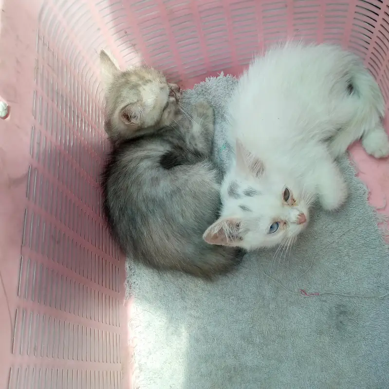 2 persian kitten pair trained — photo 3