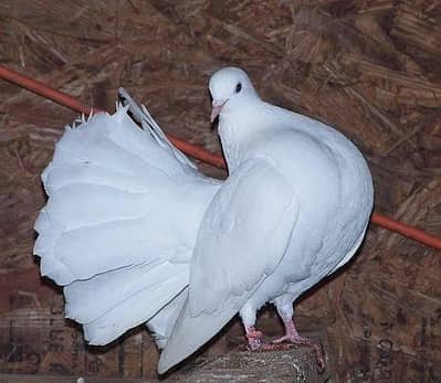 lakha kabootar 2 males and one Female
