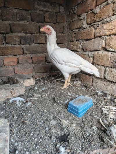 High Quality Heera Aseel Madi for sale