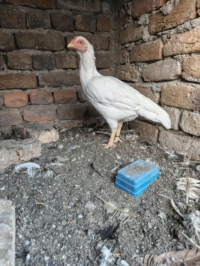 High Quality Heera Aseel Madi for sale — photo 3