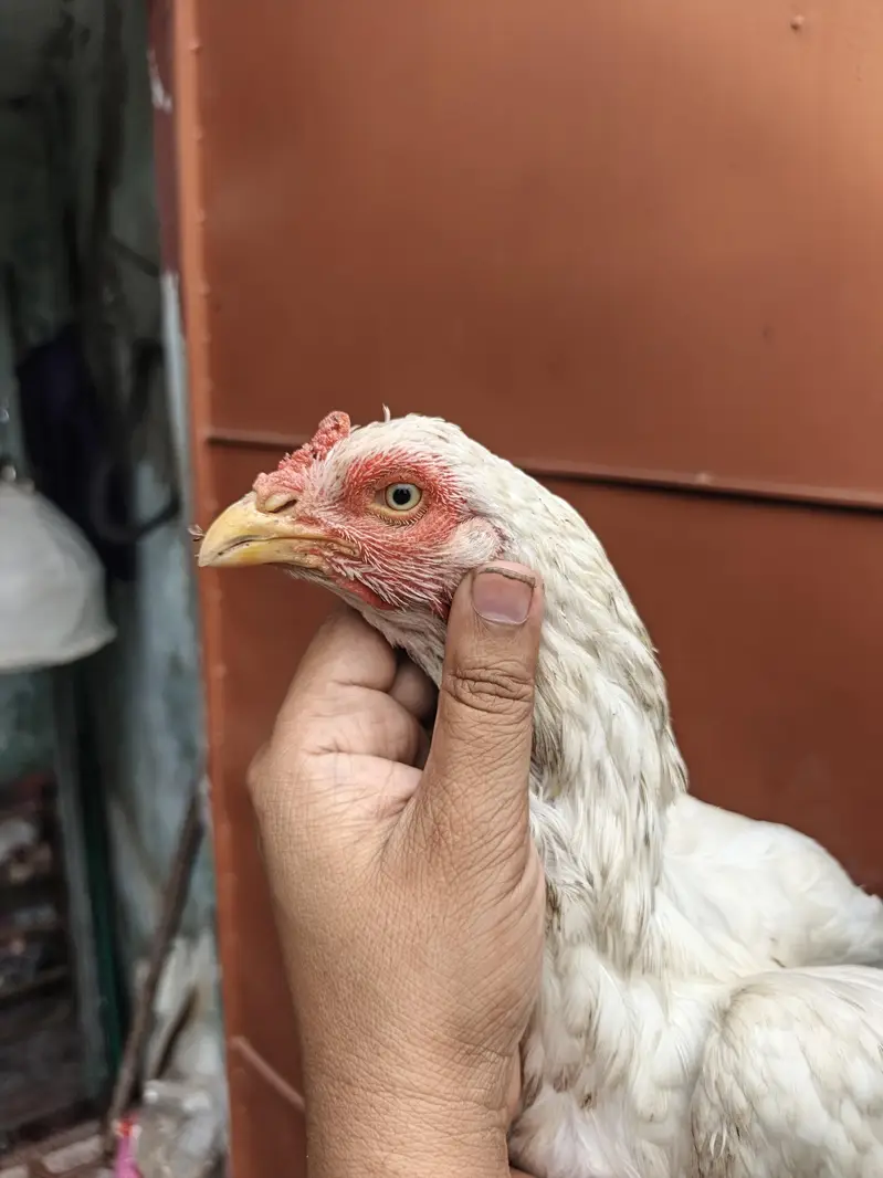 High Quality Heera Aseel Madi for sale — photo 4