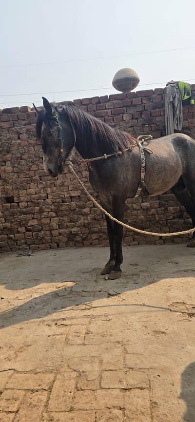 2 year old dapple grey hores for sale faisalabad