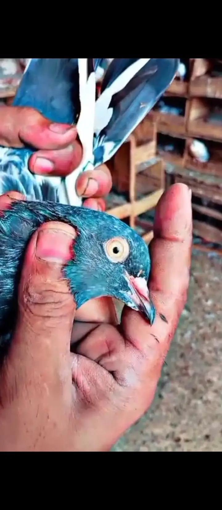 03104996580 resulted pairs — photo 6