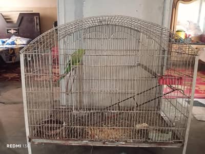 cage with green ring neck parrot