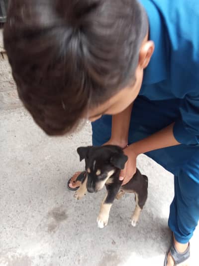 Dog Rollrawell Active Animal