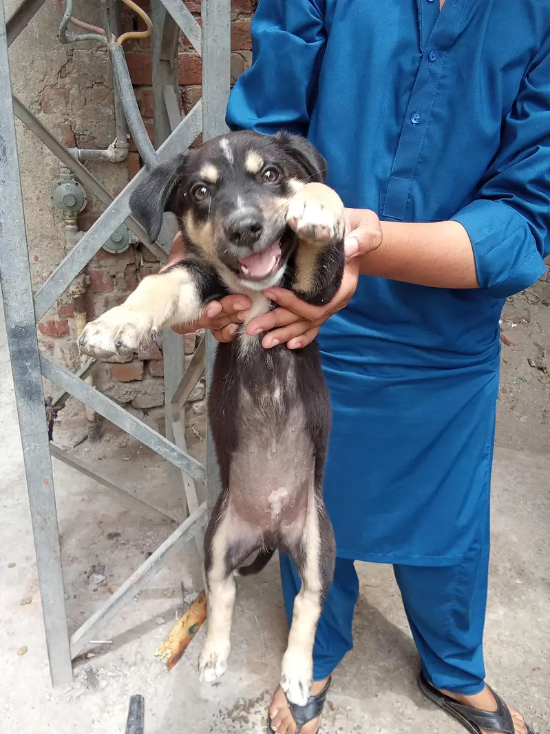 Dog Rollrawell Active Animal — photo 2
