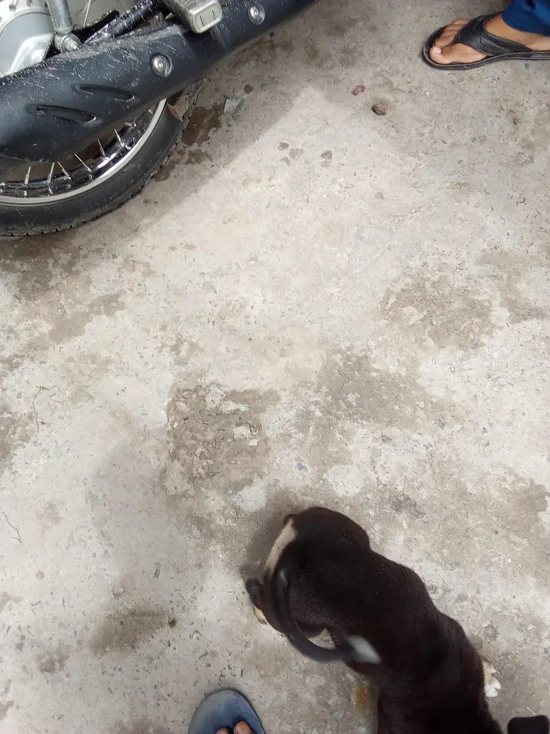 Dog Rollrawell Active Animal — photo 3