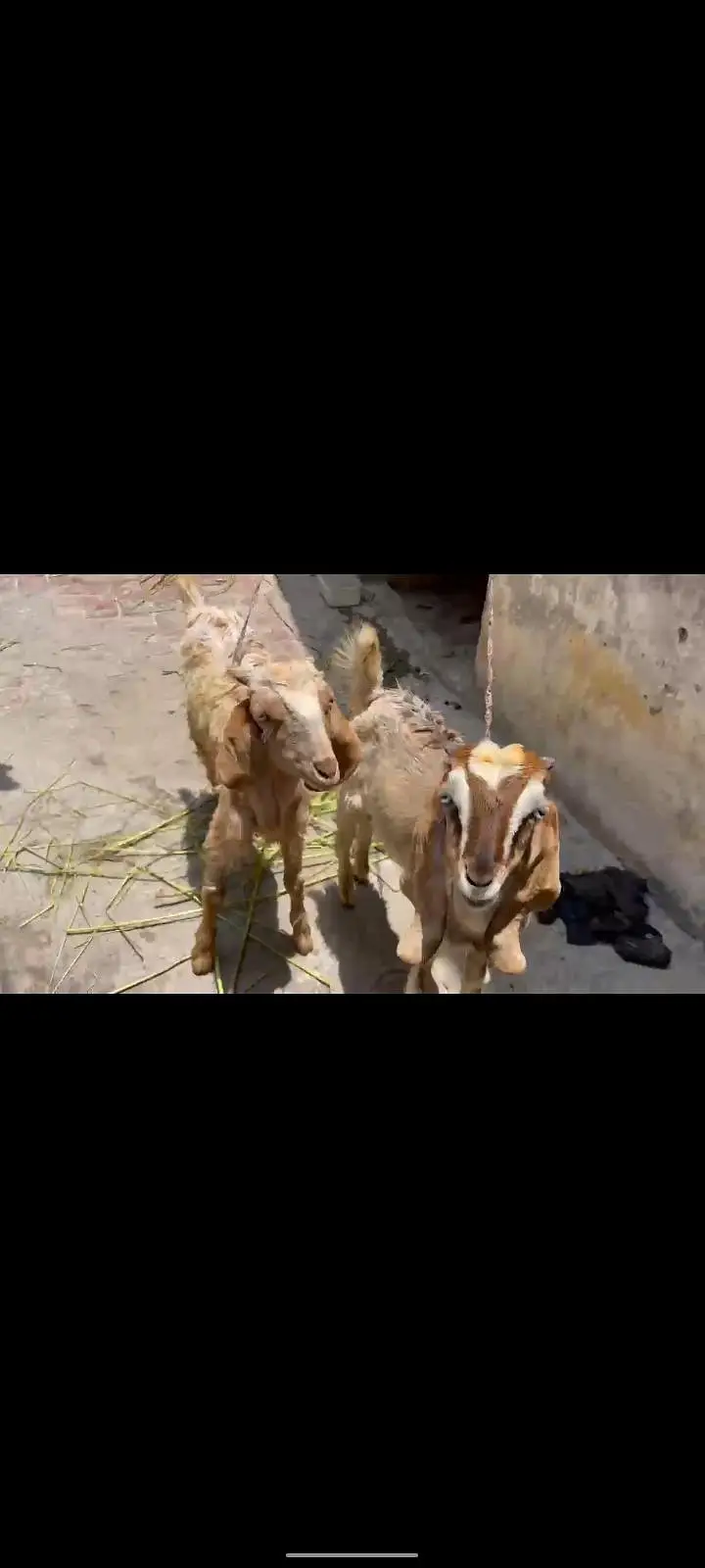 Goat | Bkra | Tedy Bkra | Gulabi Teda Bkra | White Goat | بکرا — photo 5