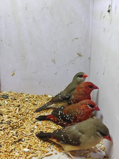 Beautiful finches