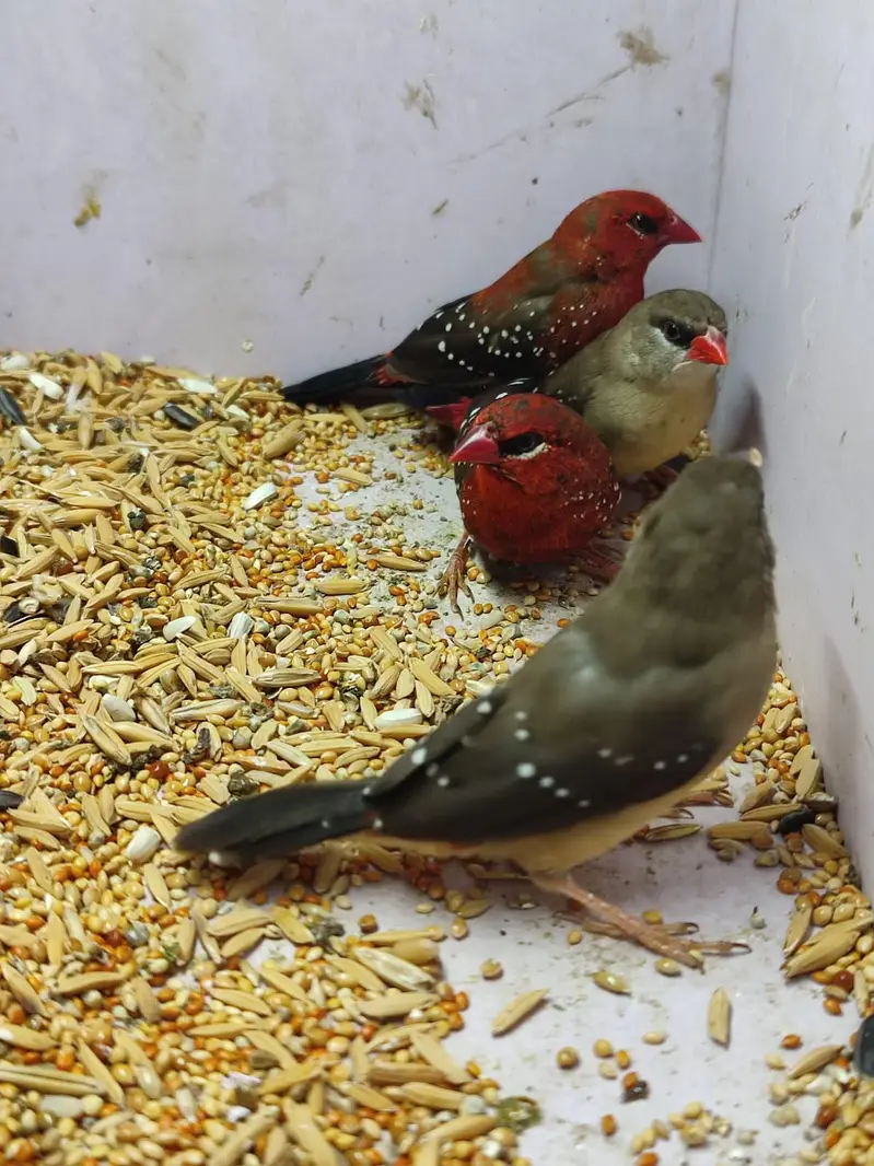 Beautiful finches — photo 3