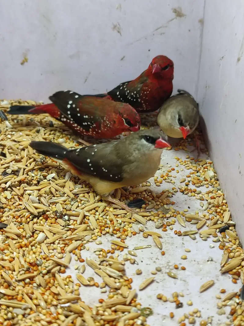 Beautiful finches — photo 4